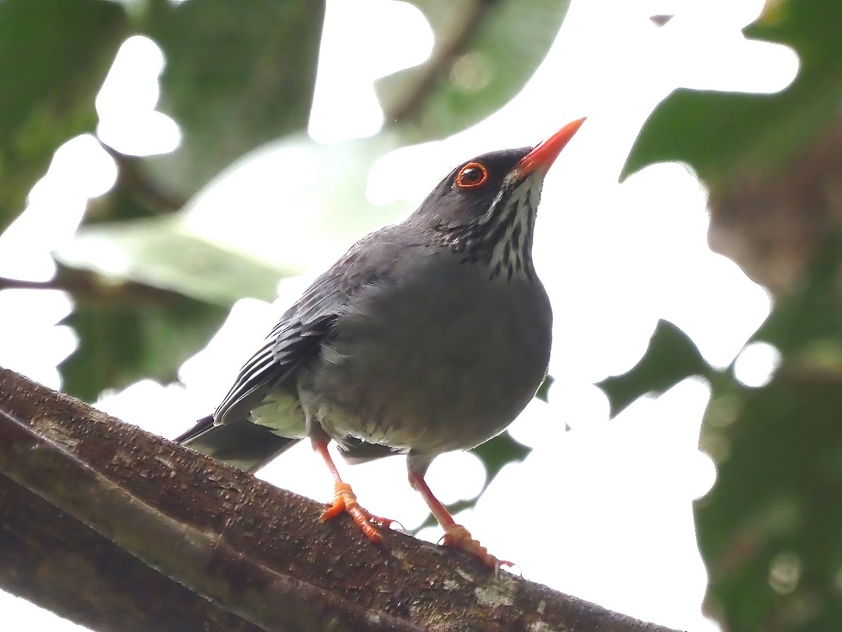 Red-legged Thrush - ML535600631