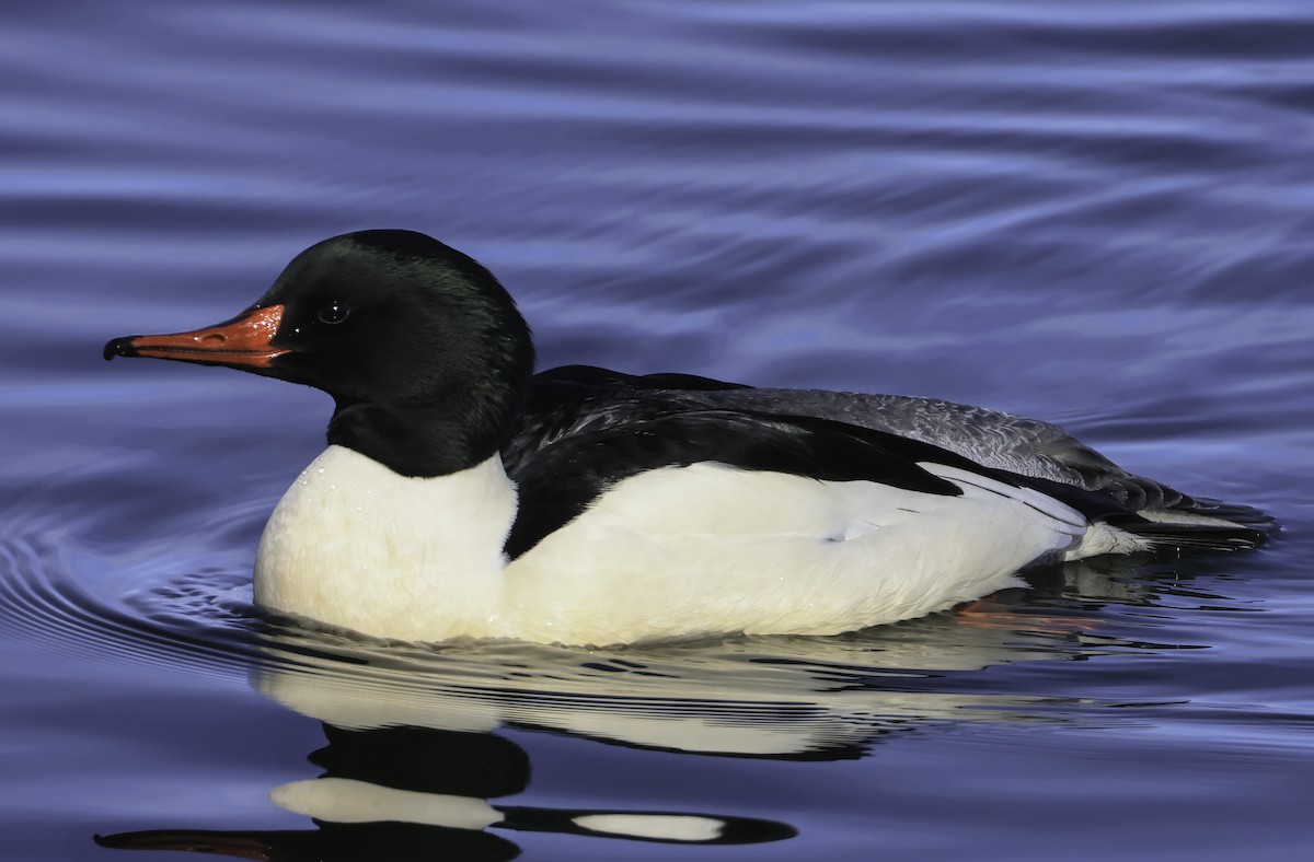 Common Merganser - ML535600681