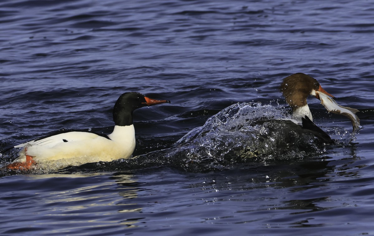 Common Merganser - ML535600771