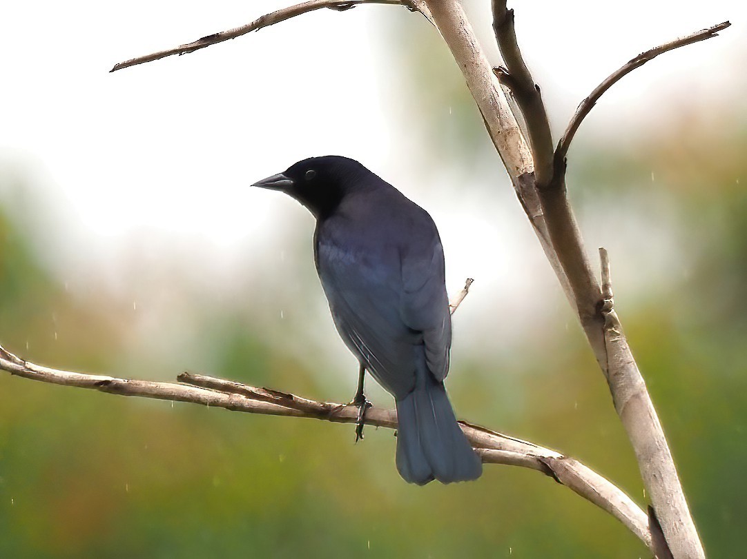 Shiny Cowbird - Daniel Kaplan