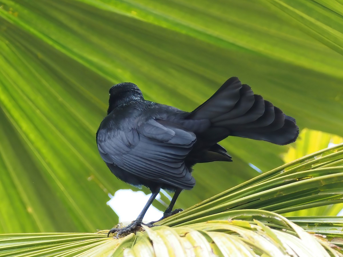 Greater Antillean Grackle - ML535601021