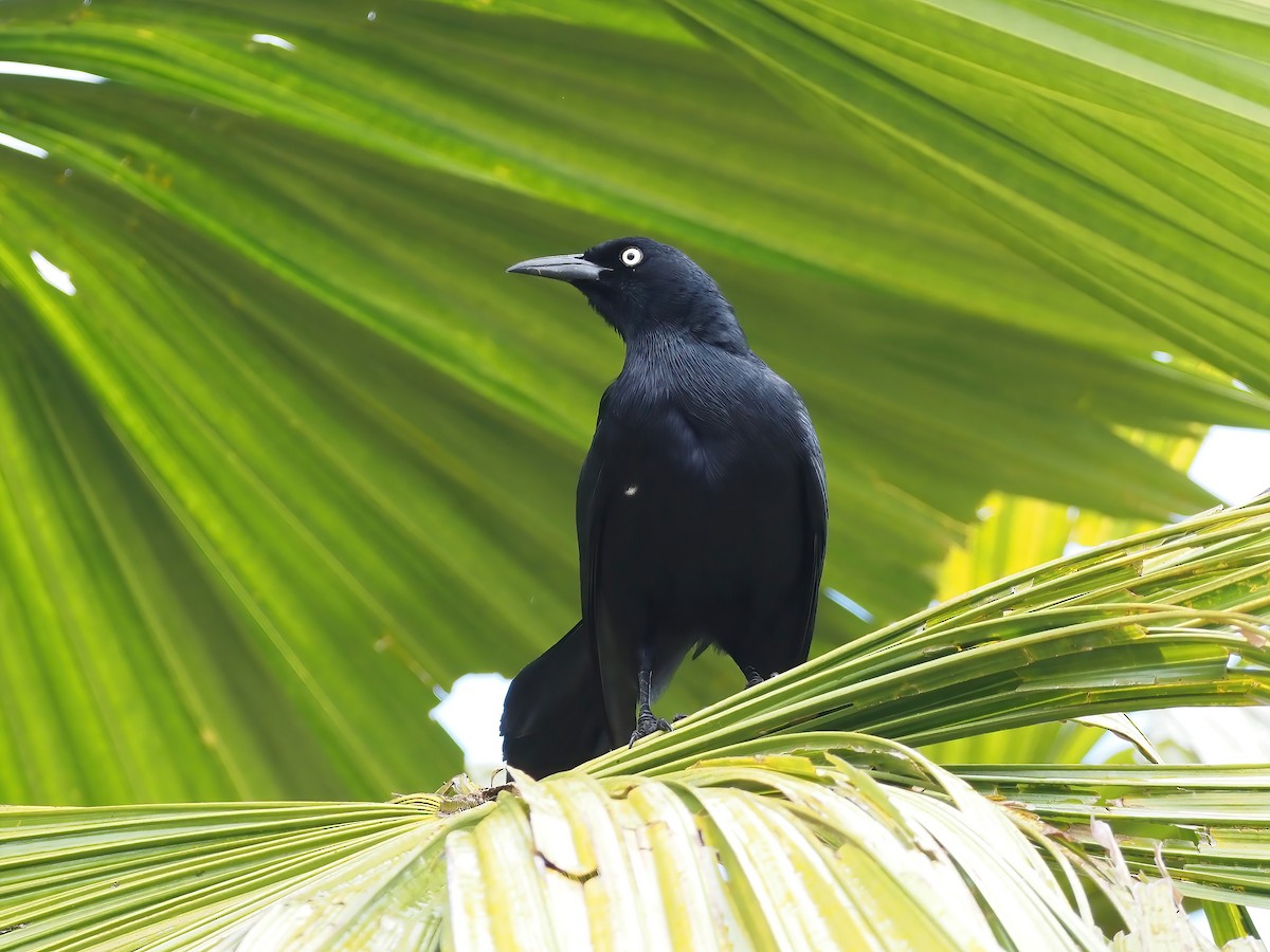 Greater Antillean Grackle - ML535601031