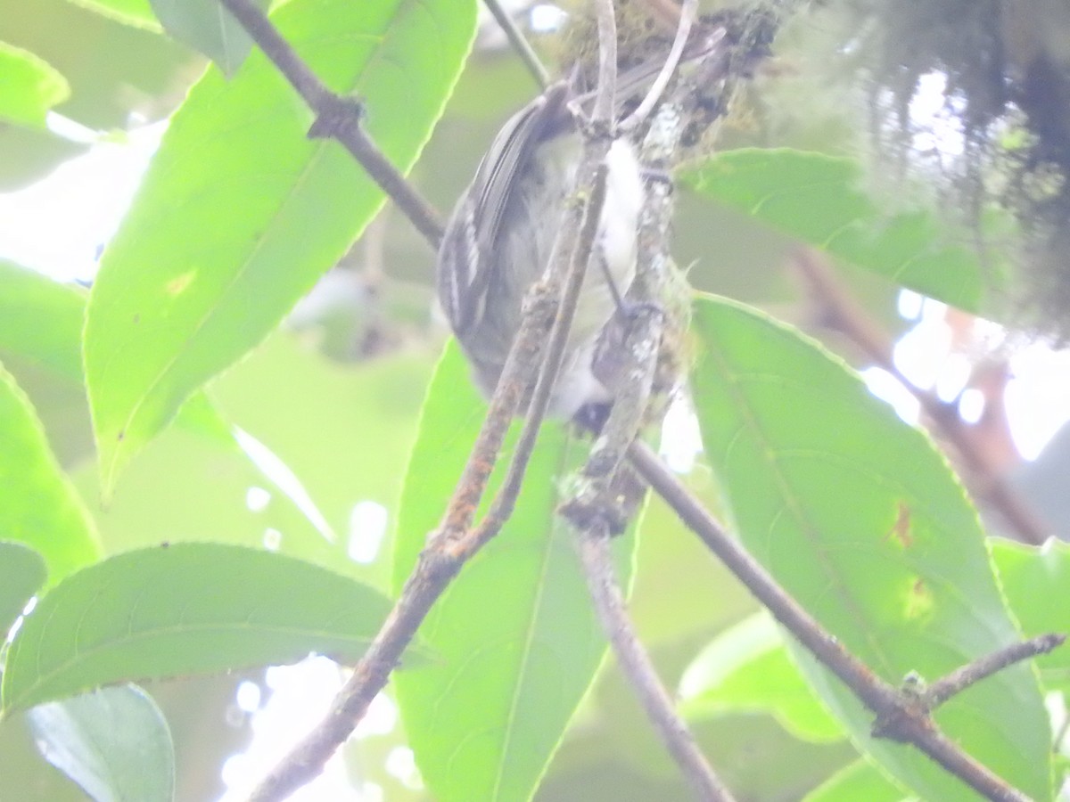 Lesser Elaenia - ML535602891