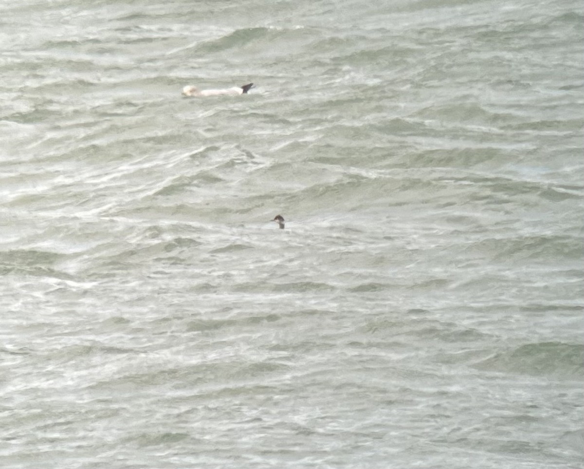 Eared Grebe - ML535603411