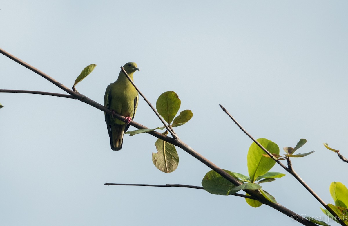 Vinago Cuellirrosa - ML53560351