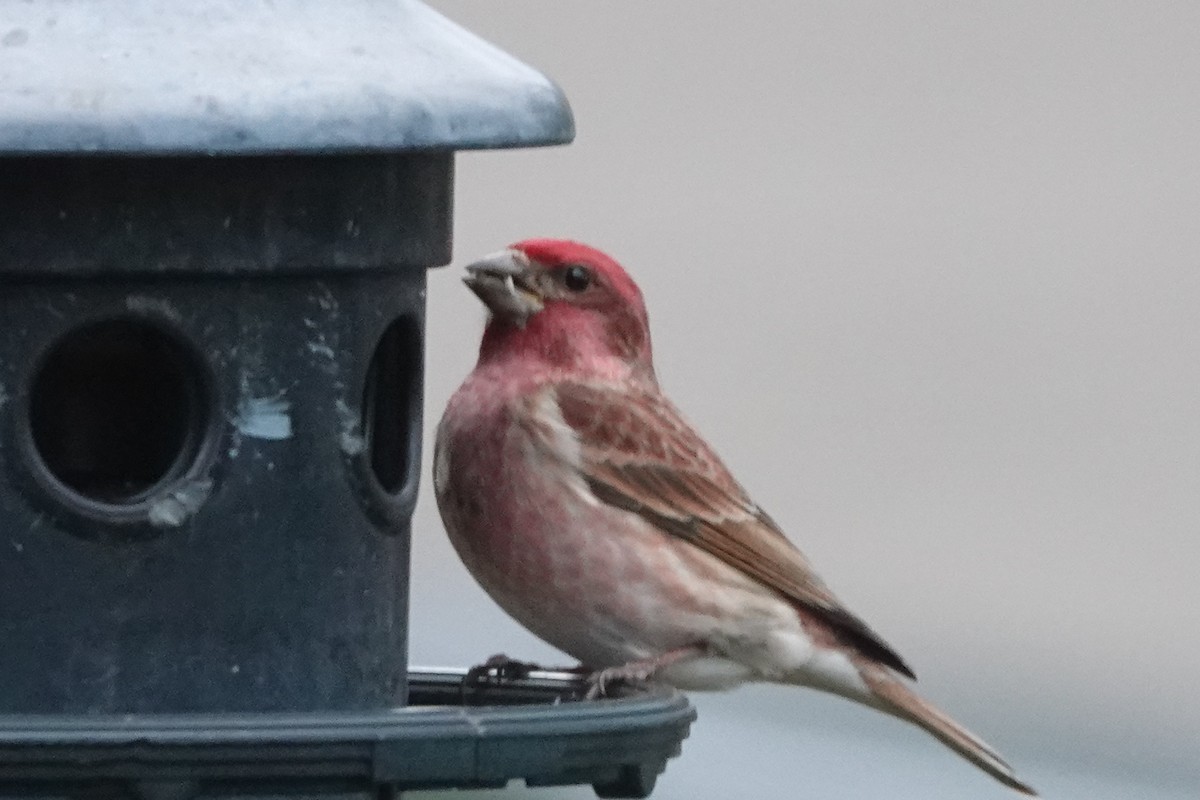 Purple Finch - ML535603571