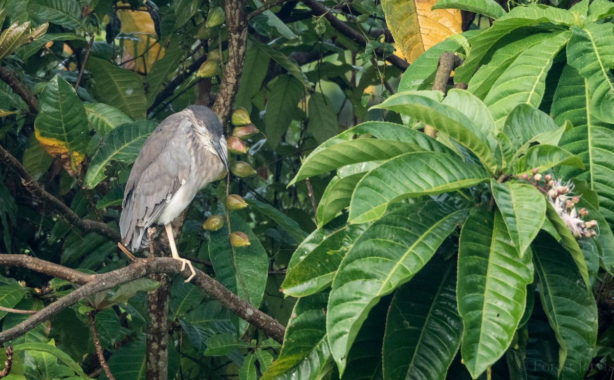 Martinete Común - ML53560361