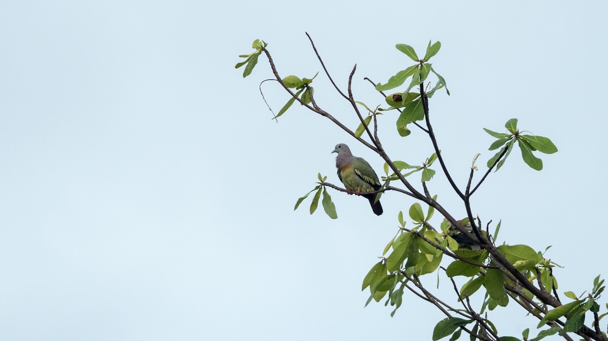 Pink-necked Green-Pigeon - ML53560371