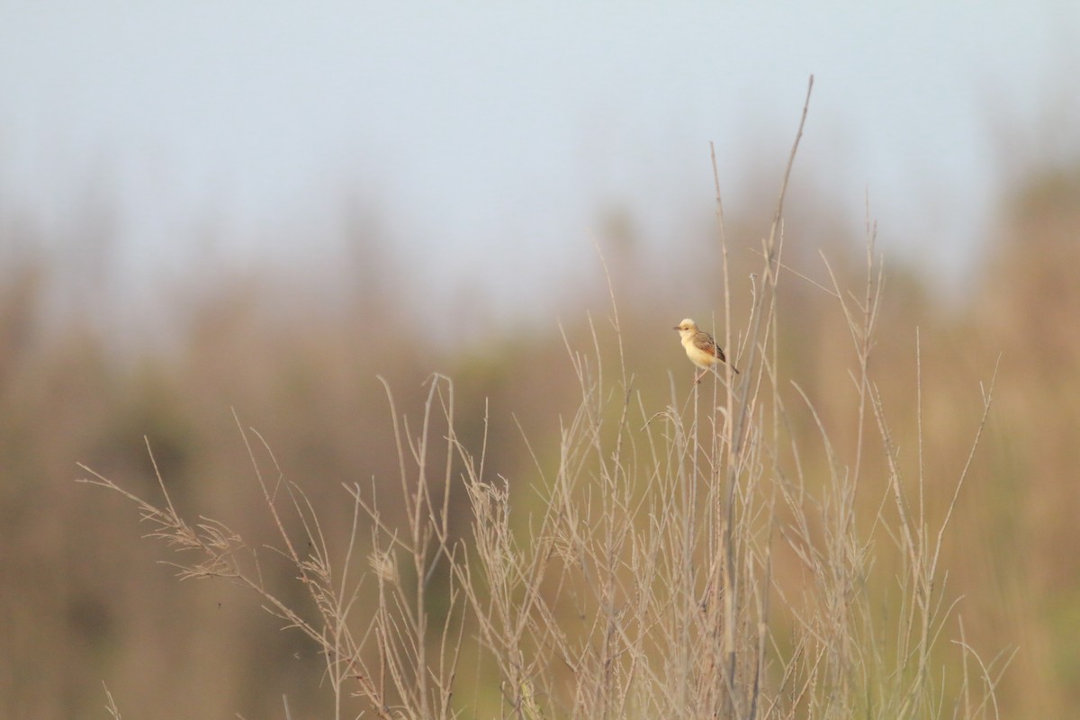 Golden-headed Cisticola - ML53560391