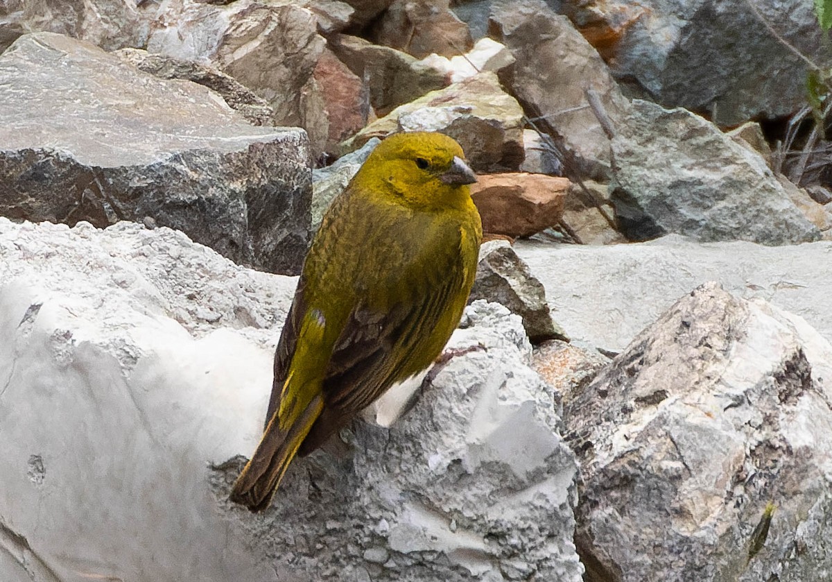 Greenish Yellow-Finch - ML535604421