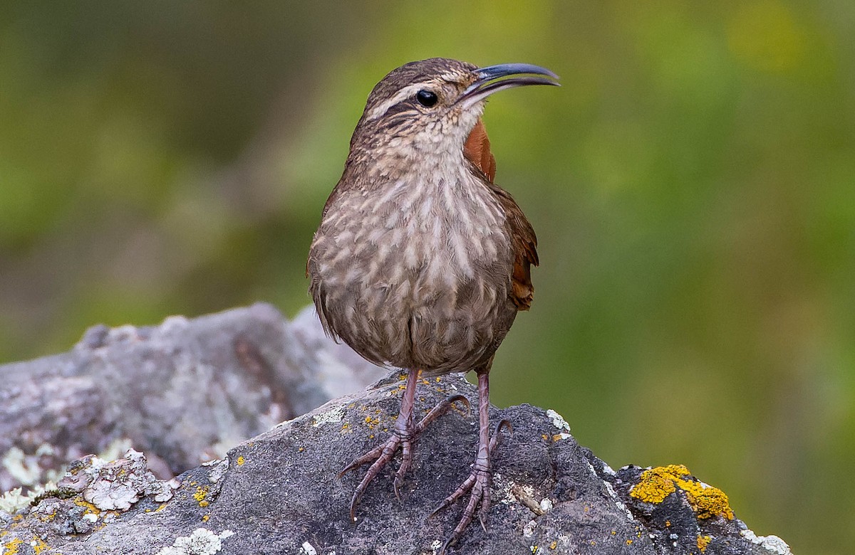 Striated Earthcreeper - ML535605431