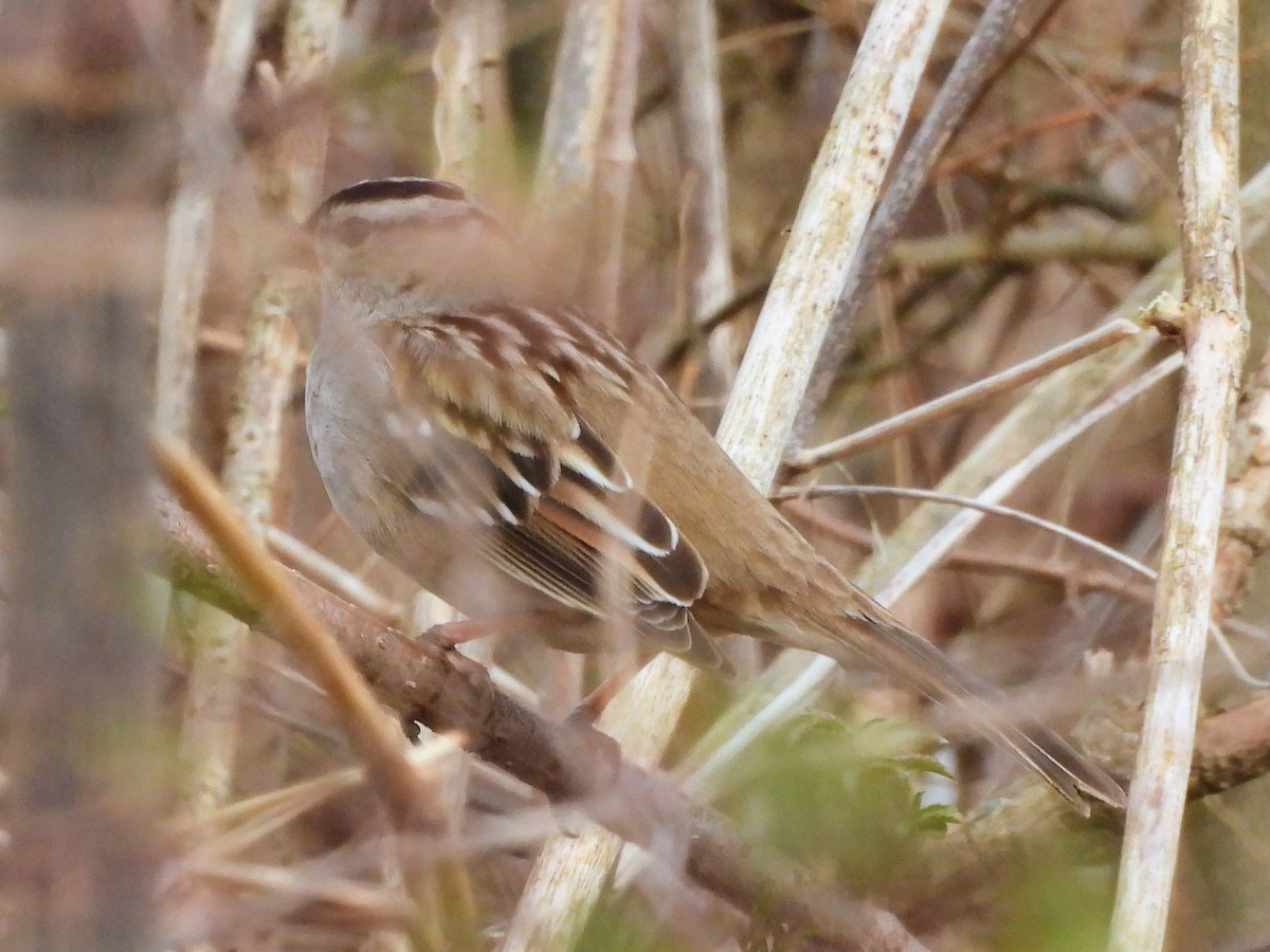 White-crowned Sparrow - ML535608431