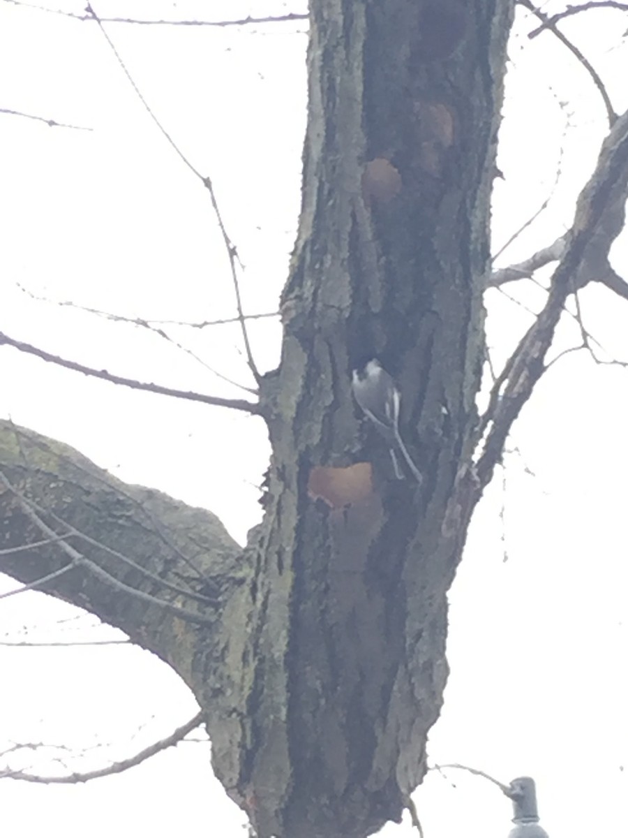 White-breasted Nuthatch - ML53560871