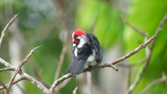 Cardenilla Capirroja - ML535608781