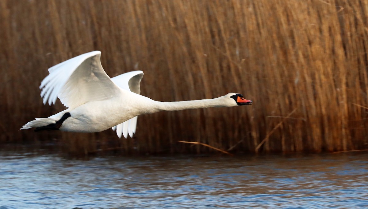 Mute Swan - Stefan Mutchnick