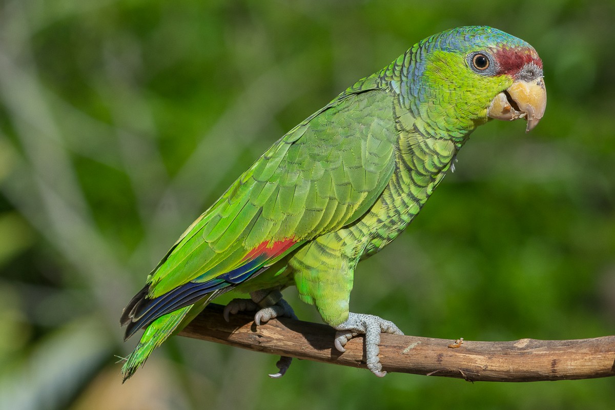 Lilac-crowned Parrot - ML535609041