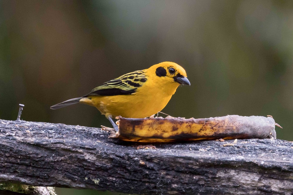 Golden Tanager - ML535609921