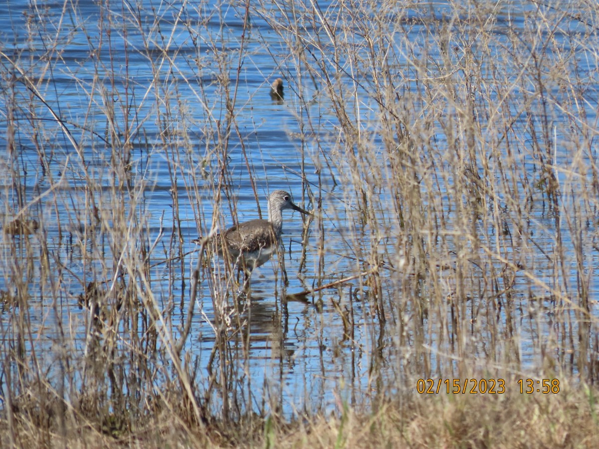 Greater Yellowlegs - ML535611061