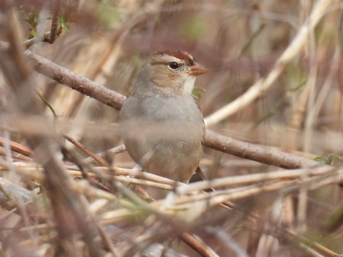 White-crowned Sparrow - ML535611471