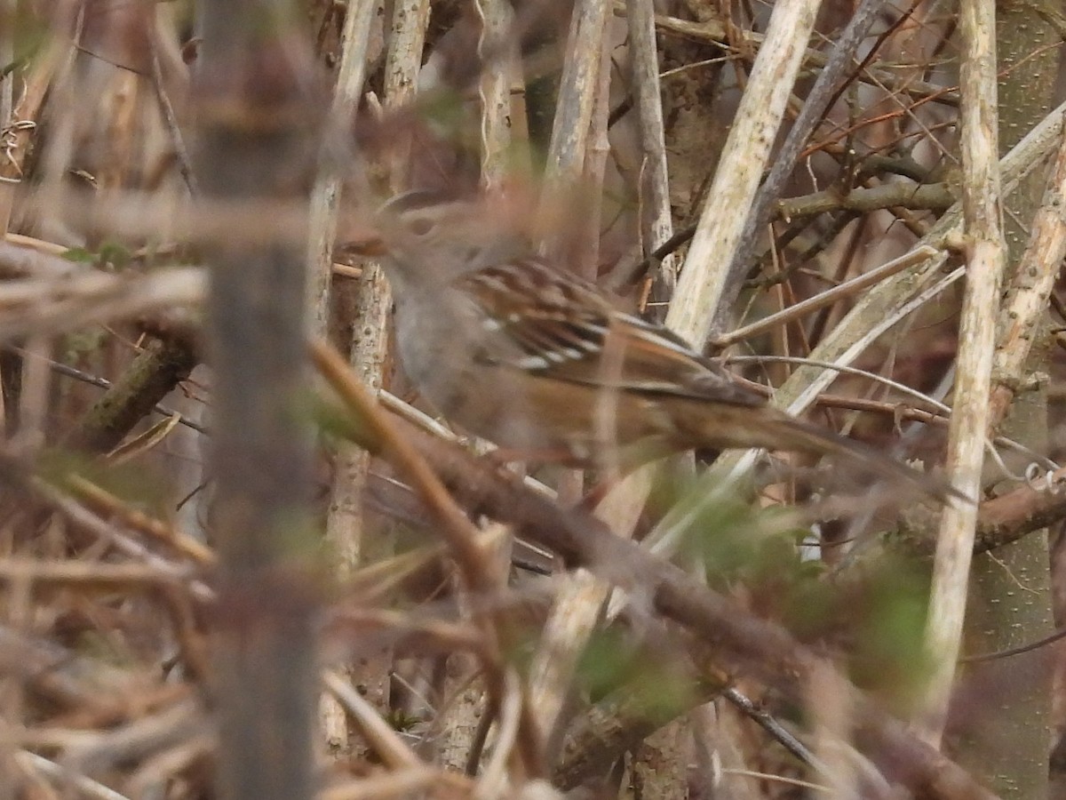 White-crowned Sparrow - ML535612201