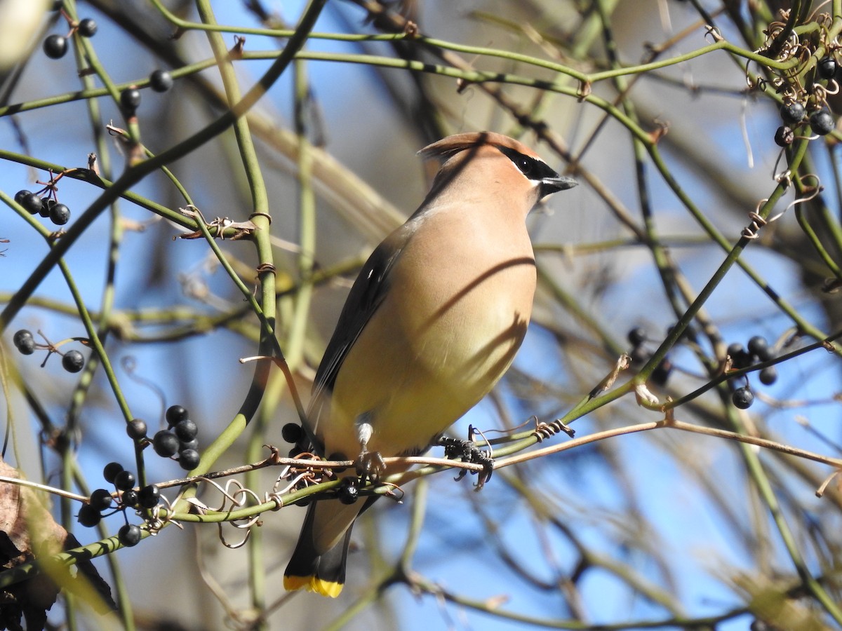 Cedar Waxwing - ML535612661