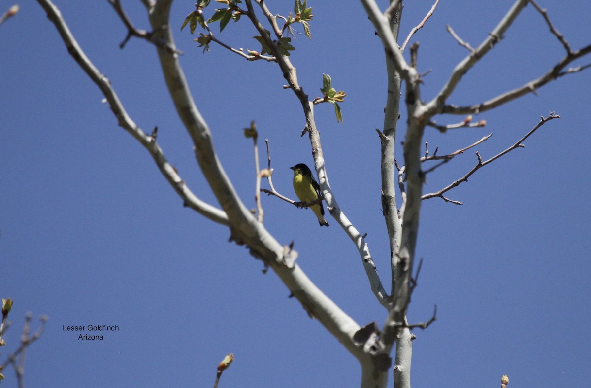 Lesser Goldfinch - ML535612691