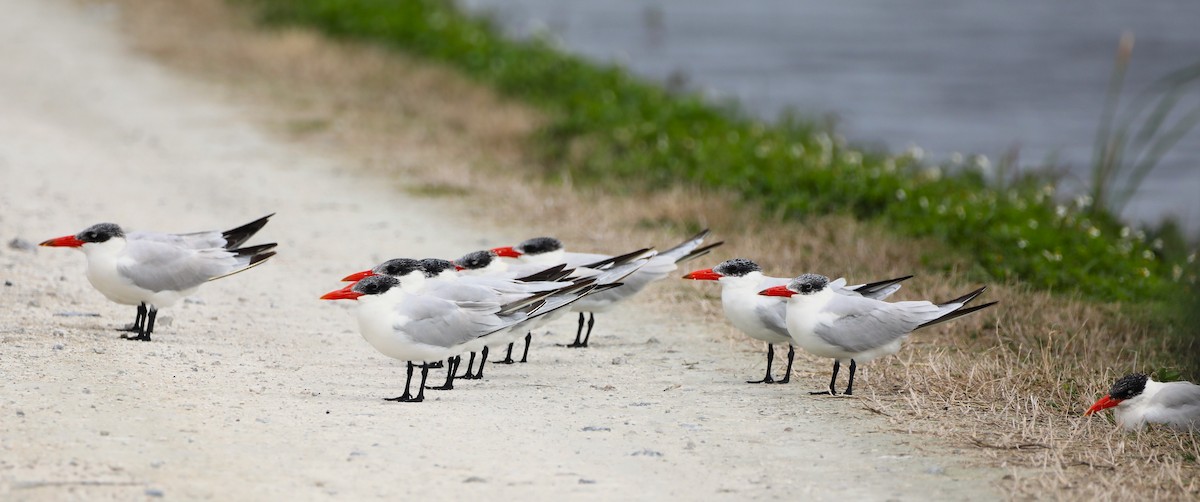 Caspian Tern - Glenn Blaser