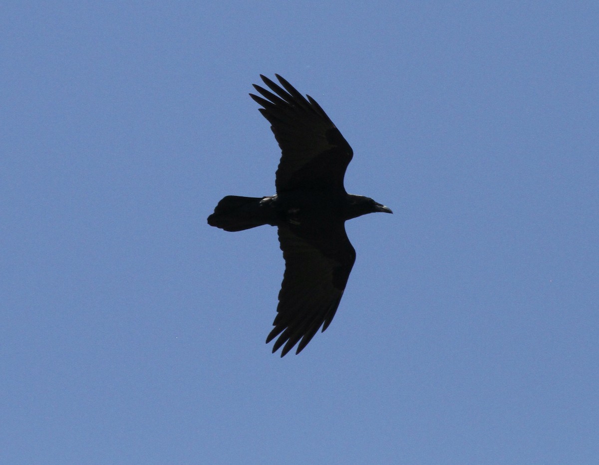 Common Raven - Mike O'Malley