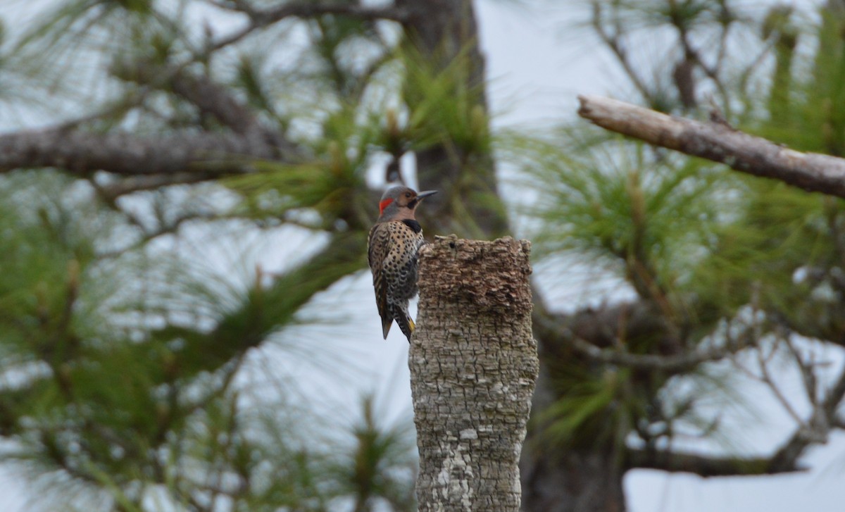 Northern Flicker (Yellow-shafted) - ML535613381