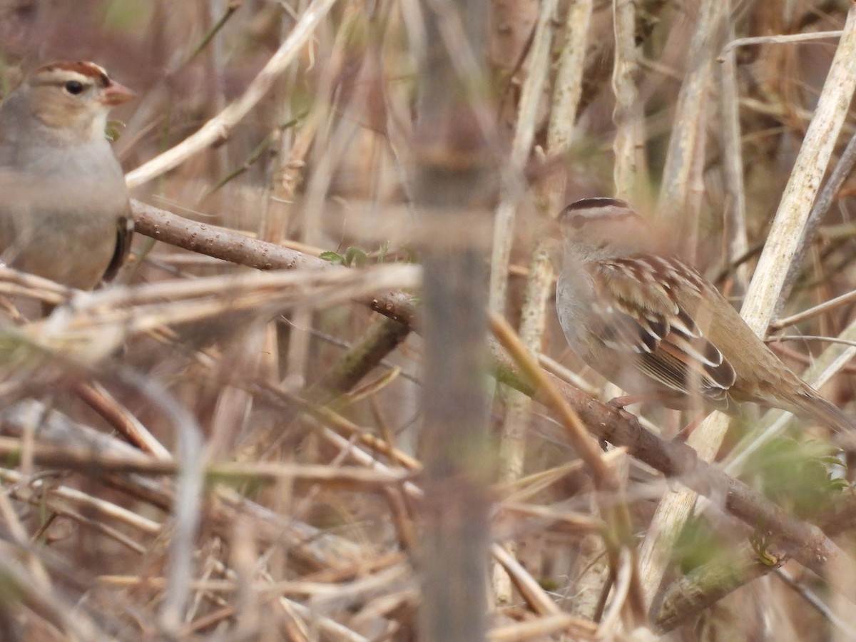 White-crowned Sparrow - ML535613511