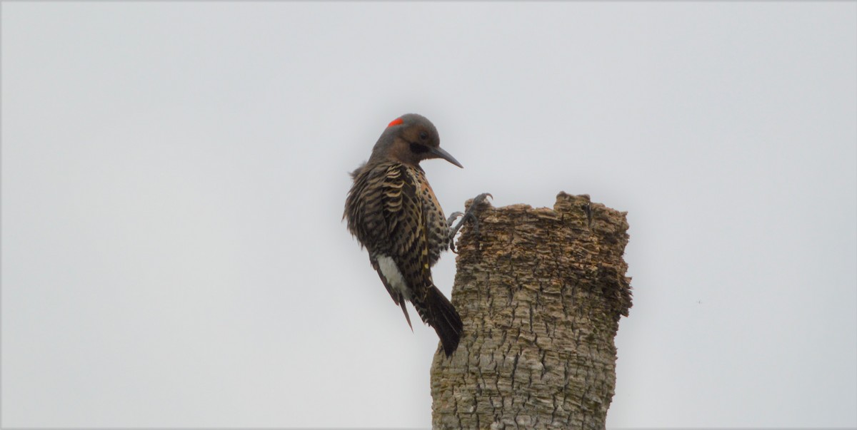 Northern Flicker (Yellow-shafted) - ML535614201