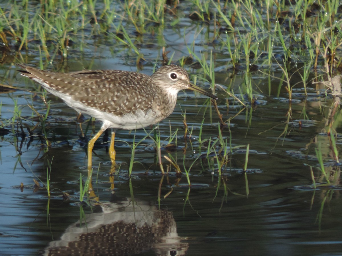 Solitary Sandpiper - ML535614251