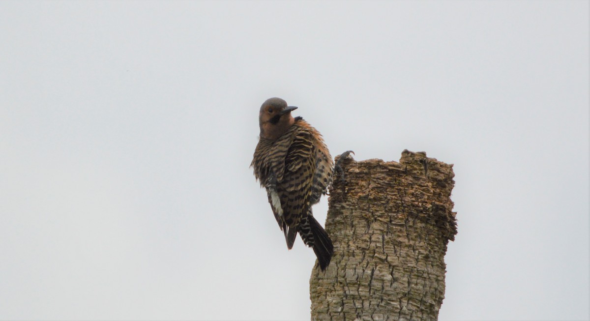 Northern Flicker (Yellow-shafted) - ML535614481