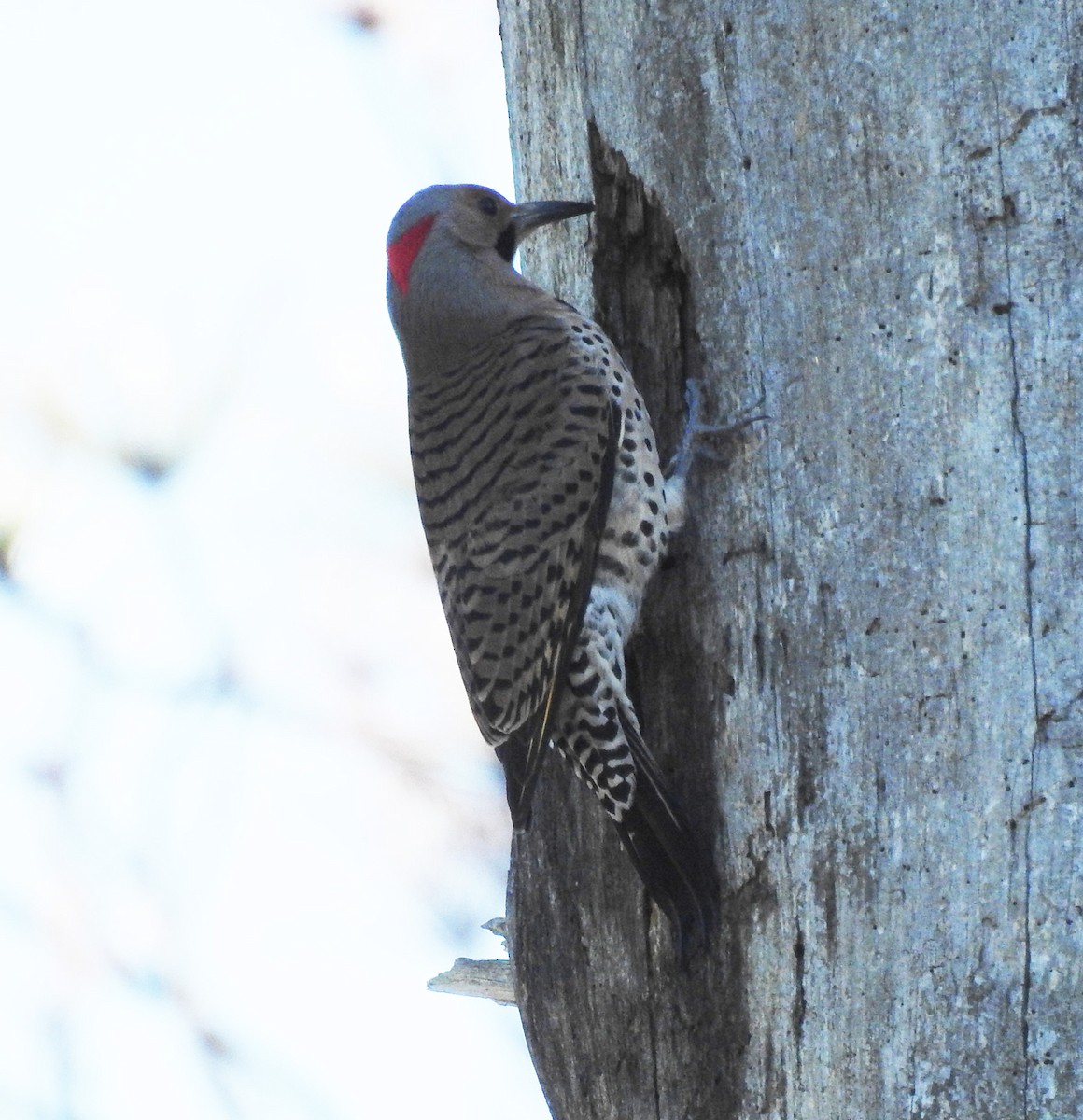 Northern Flicker - Ed Escalante