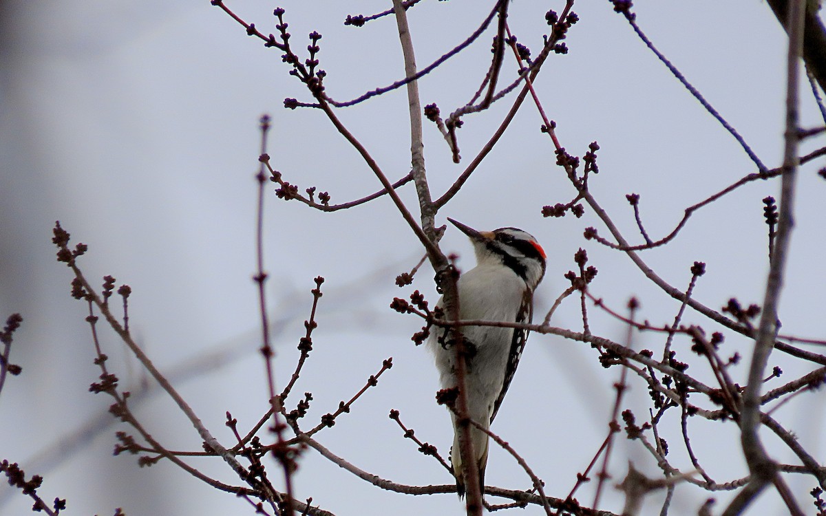 Hairy Woodpecker - Jim O'Neill