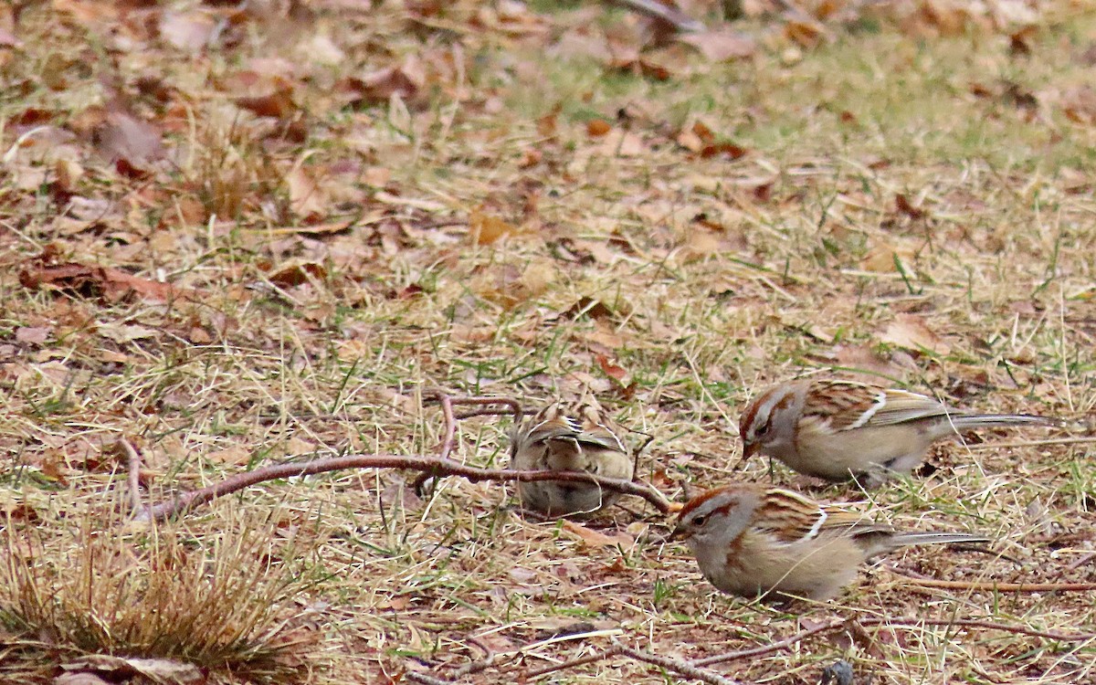 American Tree Sparrow - Jim O'Neill