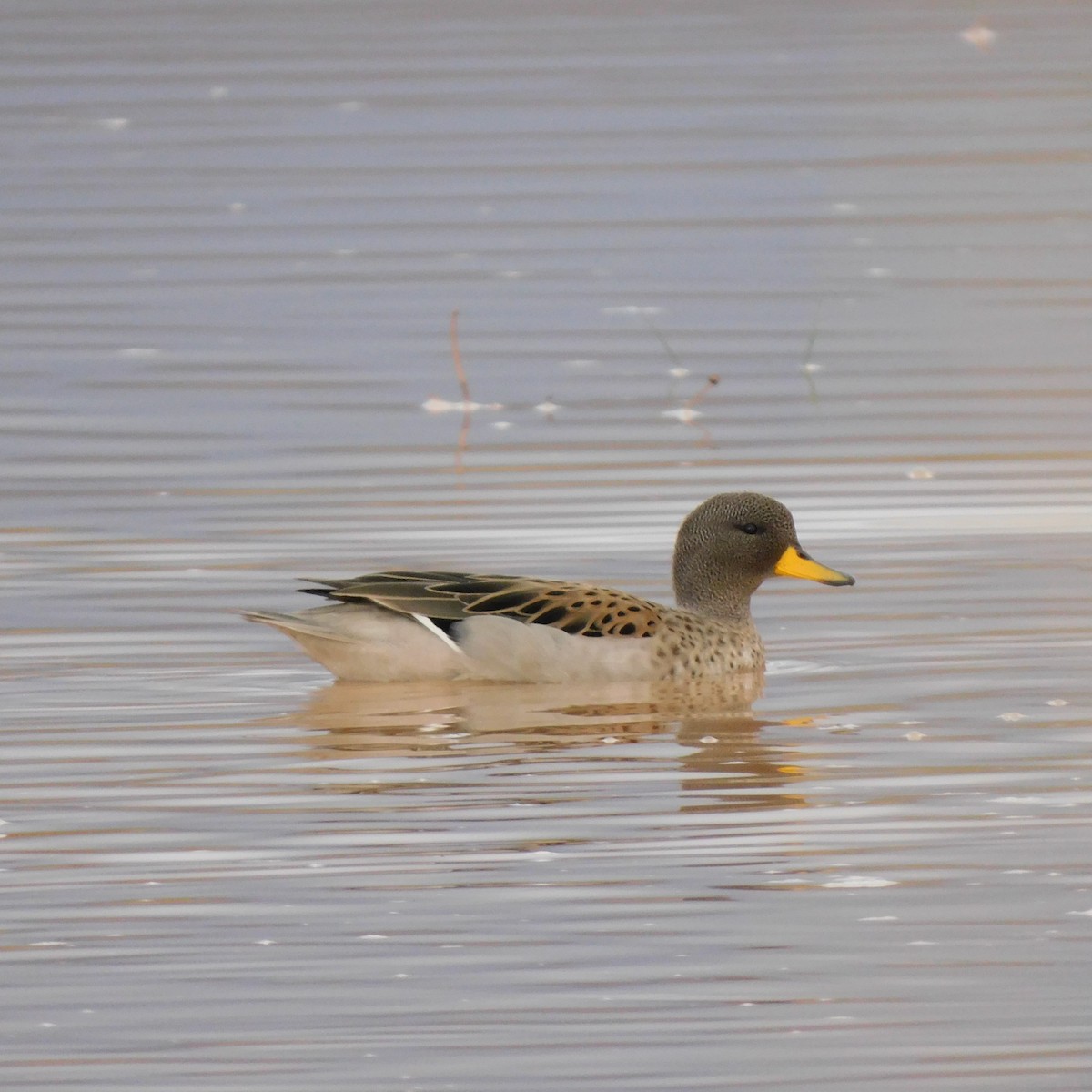 Yellow-billed Teal - Diego Cueva