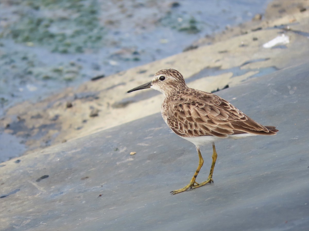 pygmésnipe - ML535616771