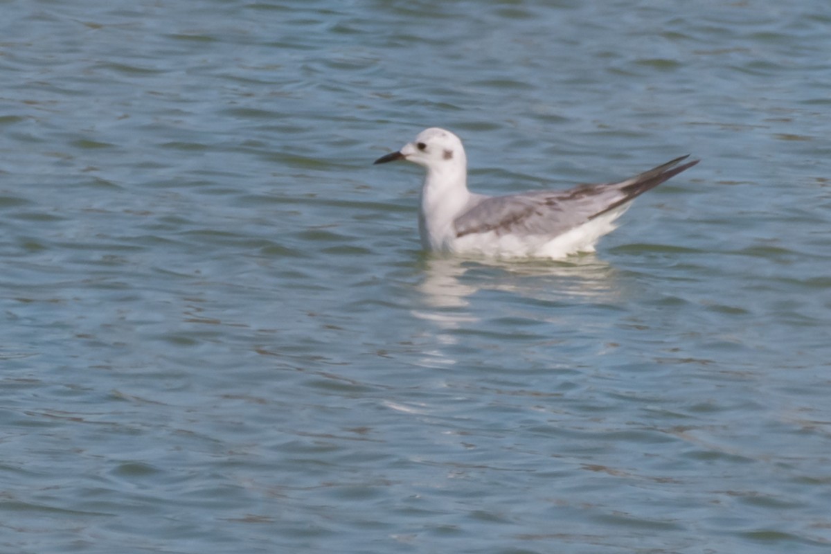 Mouette de Bonaparte - ML535619441