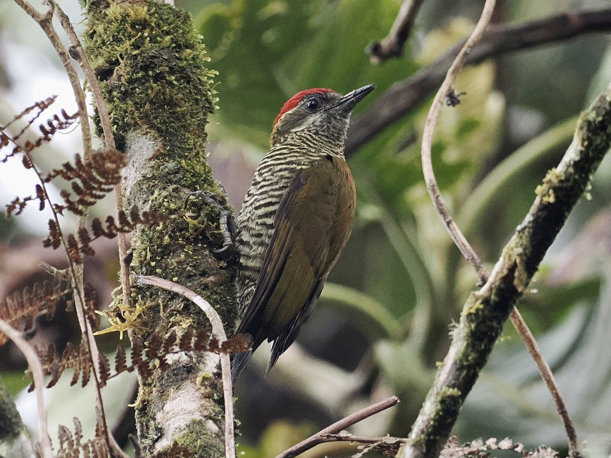 Bar-bellied Woodpecker - ML535621071