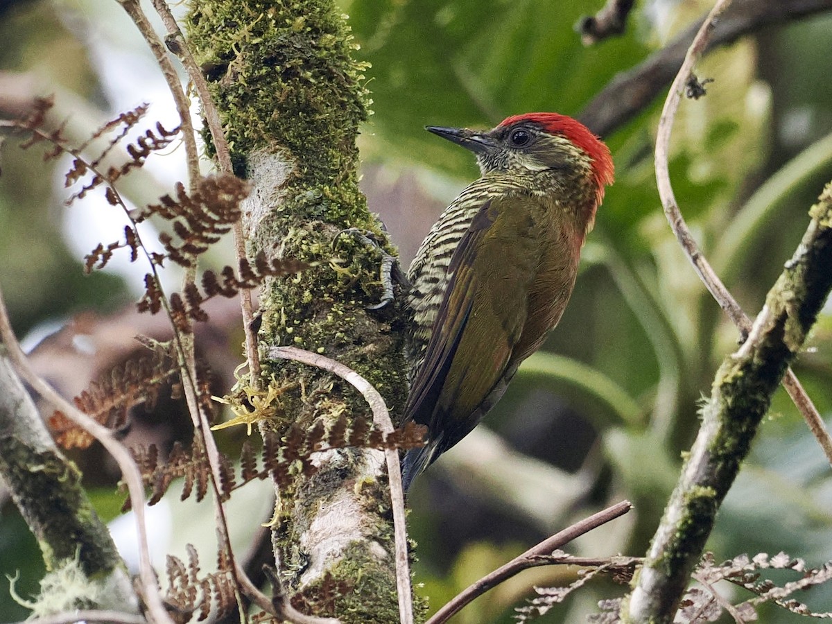 Bar-bellied Woodpecker - ML535621101