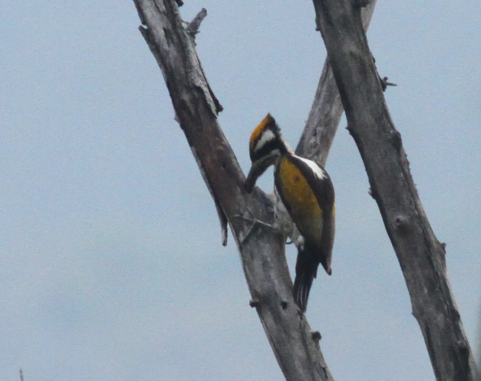 White-naped Woodpecker - ML53562121