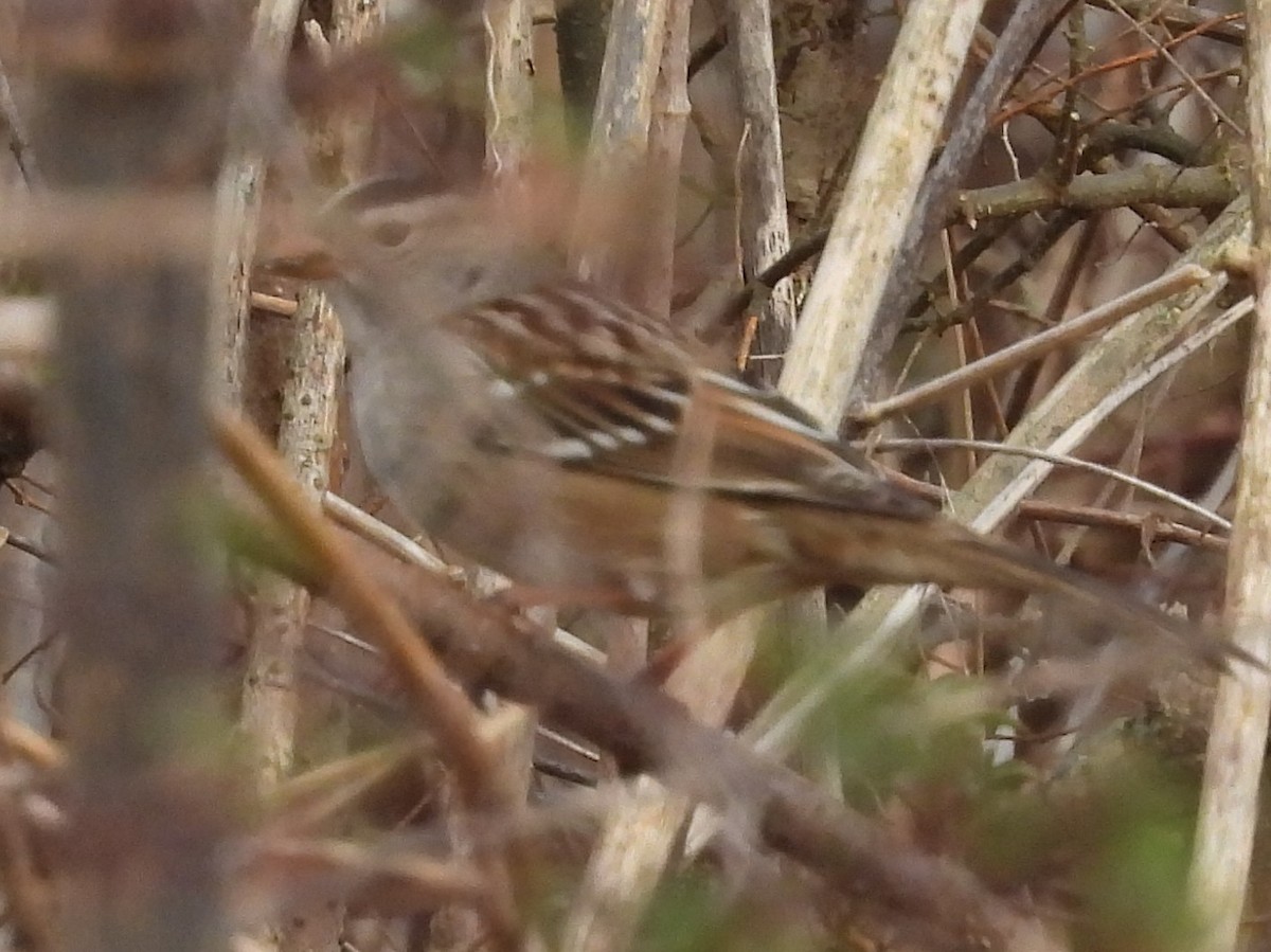 White-crowned Sparrow - ML535622101