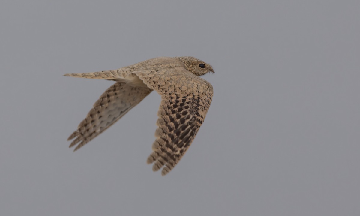 Egyptian Nightjar - Paul Fenwick