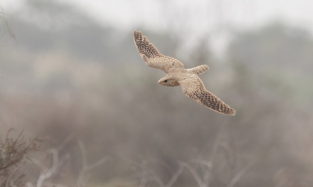 Egyptian Nightjar - Paul Fenwick