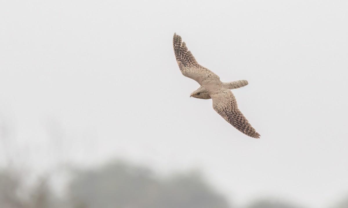 Egyptian Nightjar - ML535622271