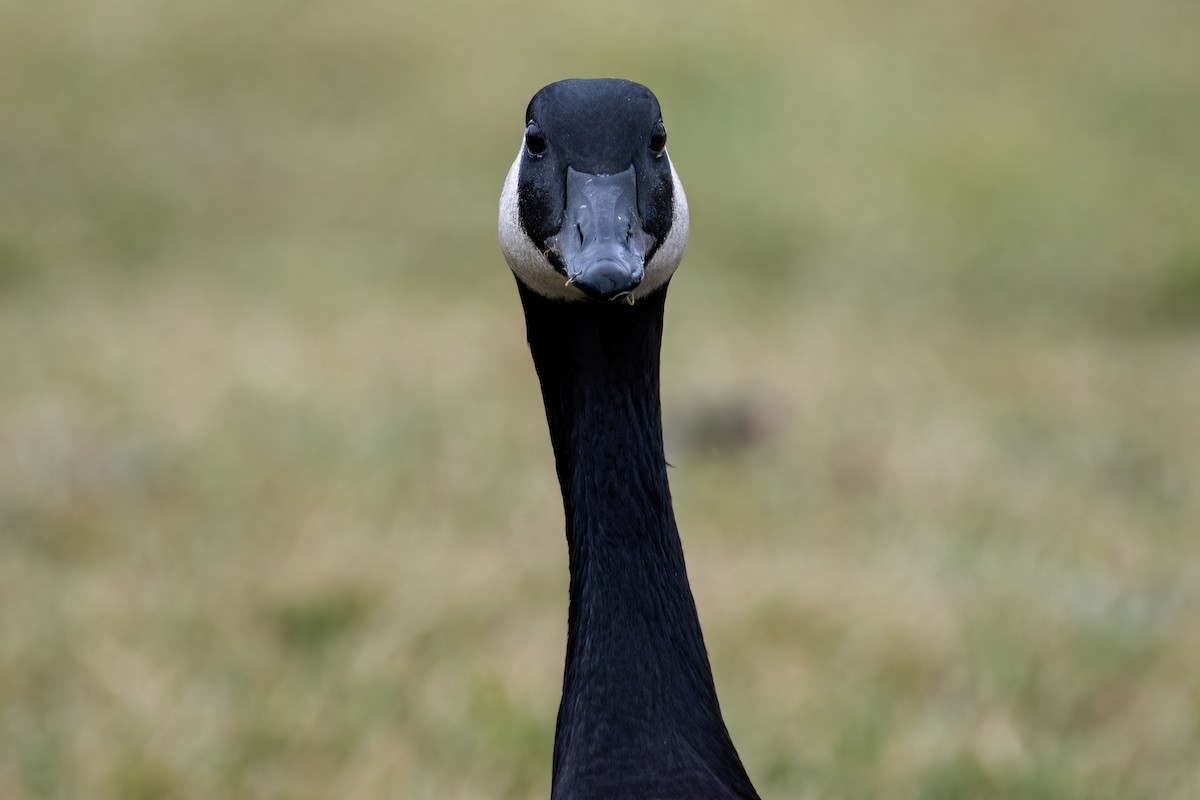 Canada Goose - ML535622341