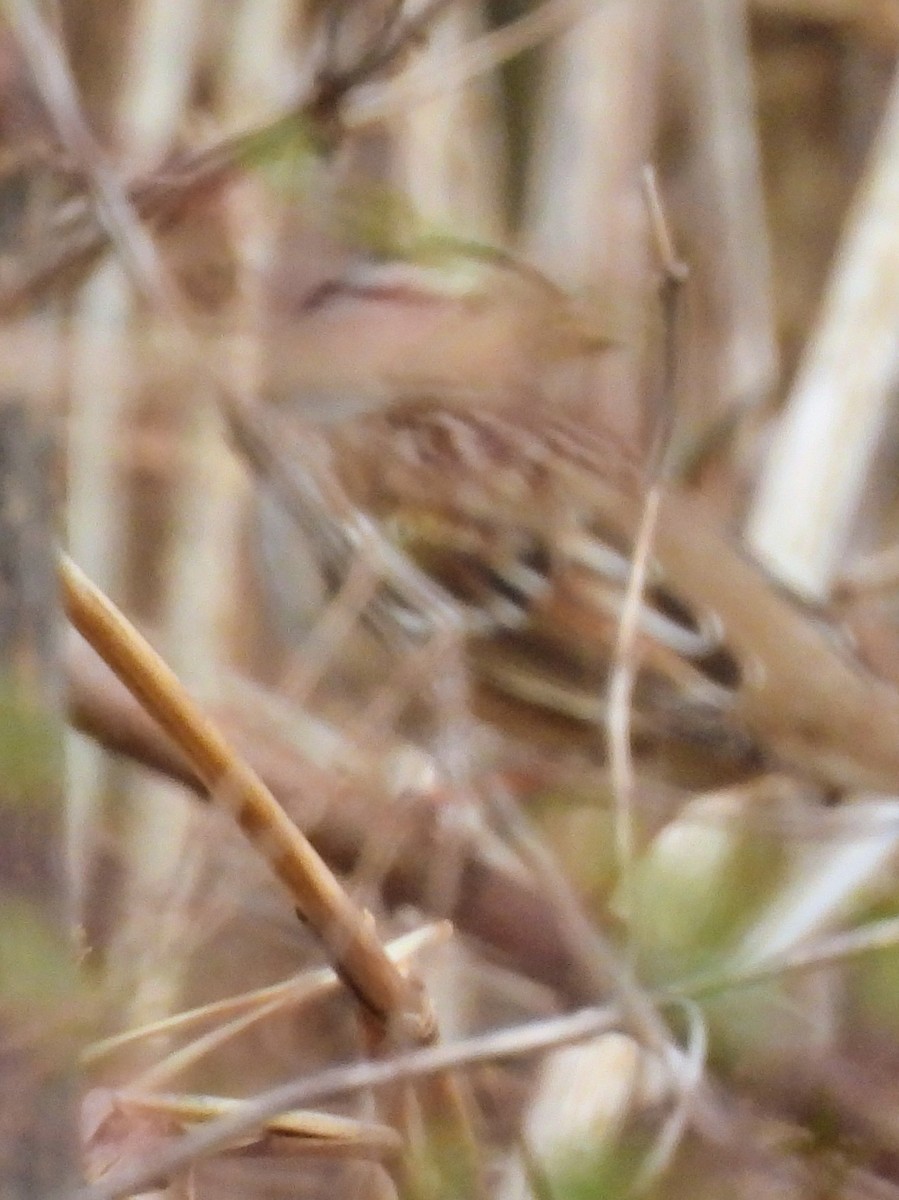 White-crowned Sparrow - ML535622361