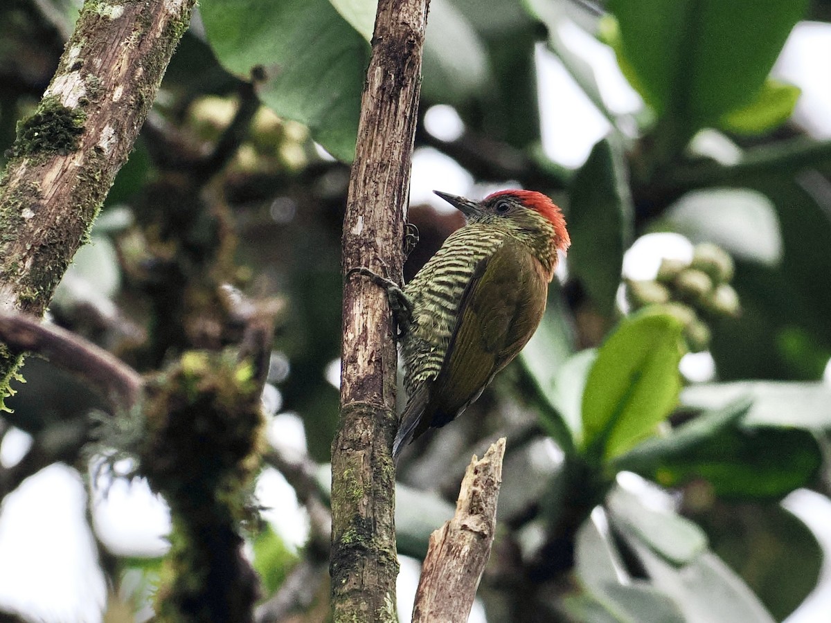 Bar-bellied Woodpecker - ML535622481