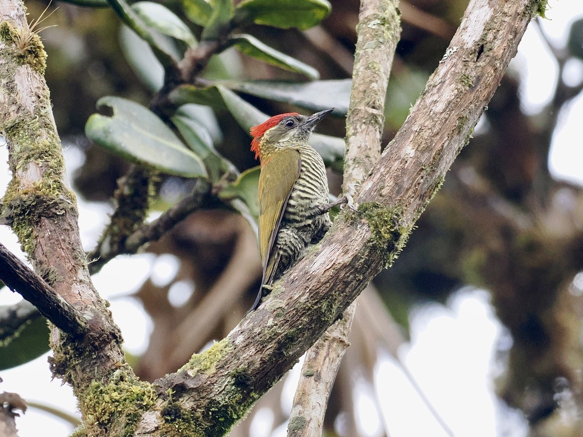 Bar-bellied Woodpecker - Gabriel Willow